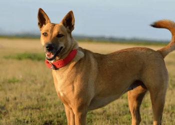 From Wild to Wonderful: The Ultimate Carolina Dog Puppies Guide