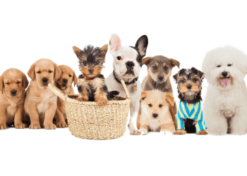 Best Small Dog Breeds in India for First-Time Pet Owners
