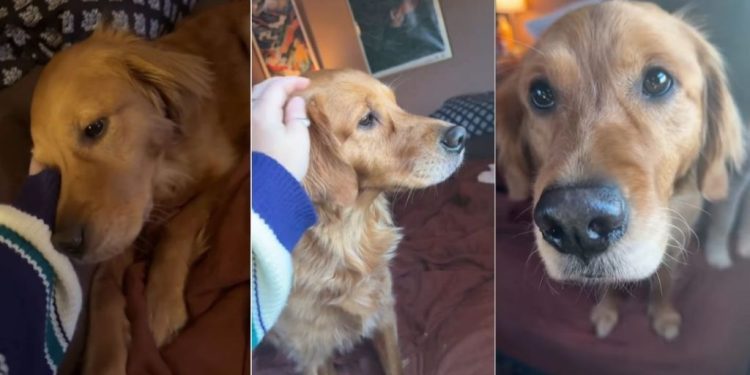 Golden Retriever Proves a Little Sunshine Goes a Long Way in Winter