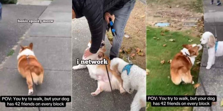 Corgi’s Walk Is Incomplete Without ‘Networking’ With Friends