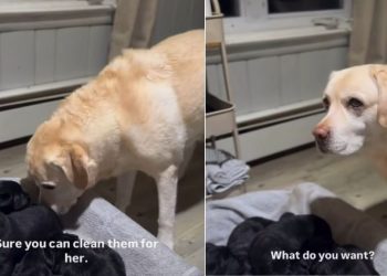 Video of Labdrador Wanting to Help With Newborn Puppies Will Brighten Your Day