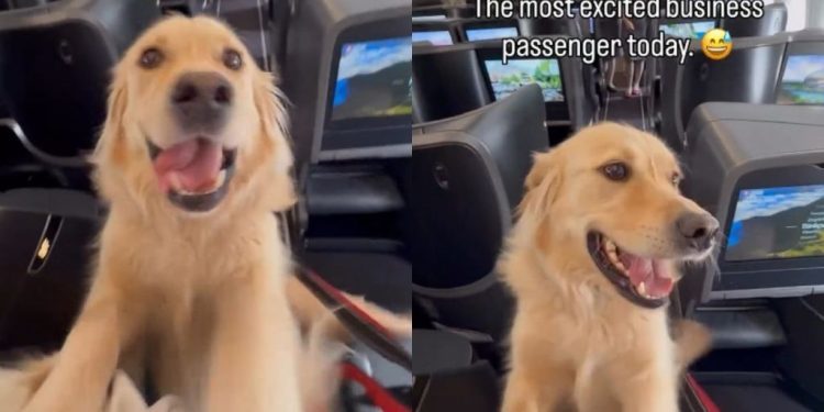 Golden Retriever Is Thrilled to Travel Business Class in Cute Video