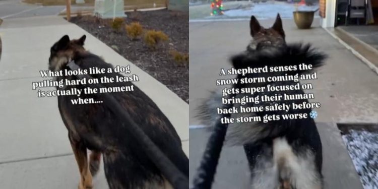 Video: Dog Pulls on Leash in Harsh Weather to Protect Owner