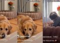 Video: Golden Retriever Does This While His Bed Is Being Used by the Toddler