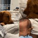 Golden Retriever Moves Closer to Cuddle Little Baby in Adorable Video