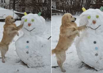 Golden Retriever Wants His Balls Back So He Does This in the Snow