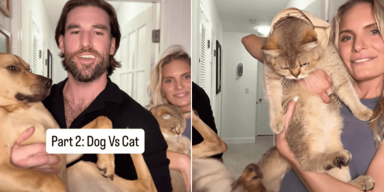 Video of Dog & Cat Competing in Agility Test Ends Unexpectedly