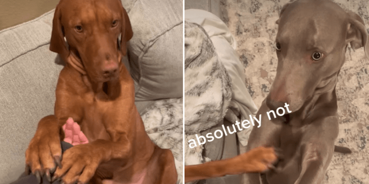 Hilarious Video Shows Dogs Exhibiting Peak Sibling Behavior