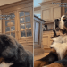 Video: Dog Does This After Mom Leaves Him Alone With the Camera On