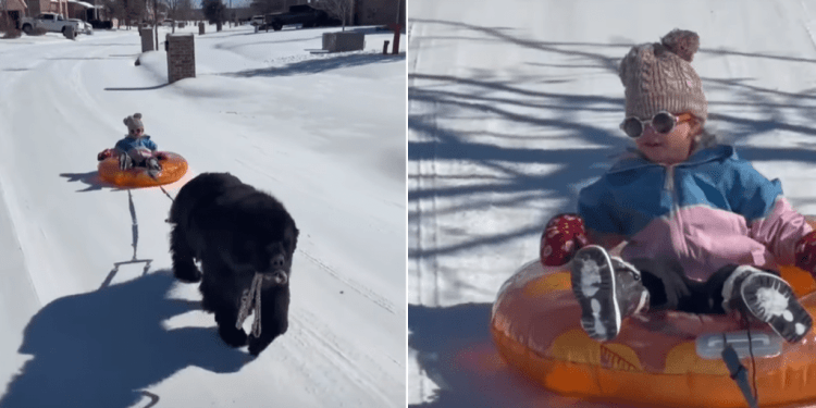 Video Shows Big Dog Helping Tiny Human Experience Sledding