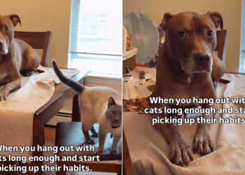 Video: Dog Starts Acting Like a Cat After Living Together