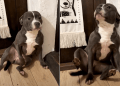 Video: Dog Has a Tough Time Choosing Between Bath or No Bath