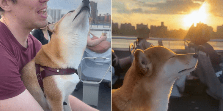 Video: Dog Enjoys NYC Ferry Ride With Eyes Almost Closed
