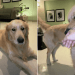 Video: Golden Retriever Loves Mom’s Baby Voice & Reacts This Way