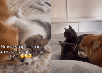 Dog Starts the Day by Giving Morning Kisses to Everyone