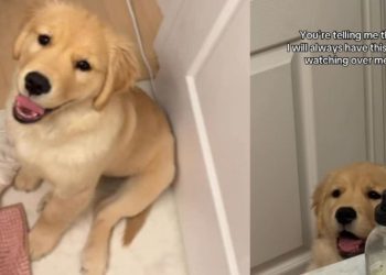 Golden Retriever Puppy Sweetly Looks Over Mom in Adorable Video