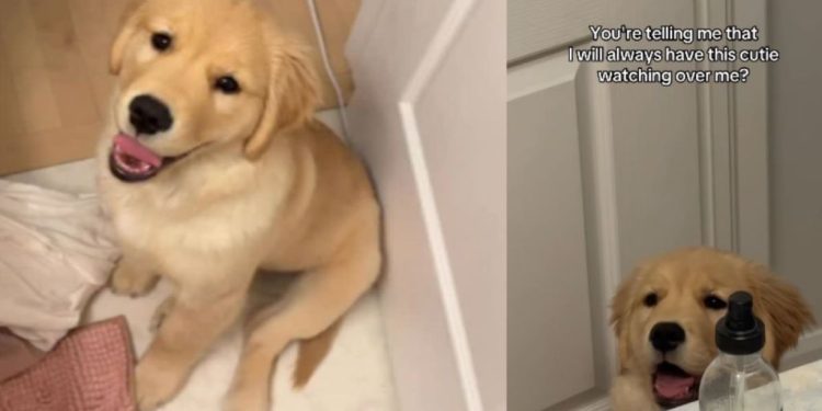 Golden Retriever Puppy Sweetly Looks Over Mom in Adorable Video