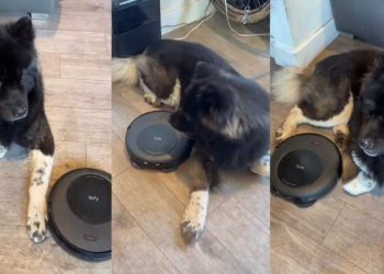 Video: Dog Is So Unbothered by Robot Vacuum It’s Hilarious