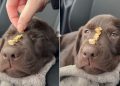 Video Shows Labrador Pup Showing No Reaction to Treats on Her Nose
