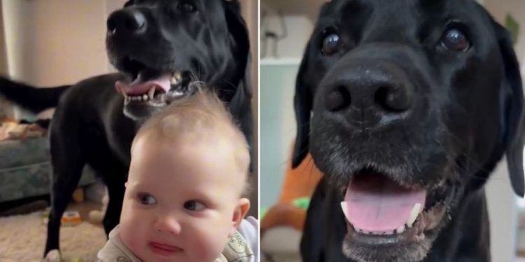 Video: Baby Makes This Noise After Learning From Dog