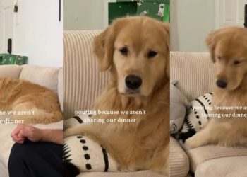 Video: Golden Retriever Is Clearly Upset After Owners Don’t Share Dinner