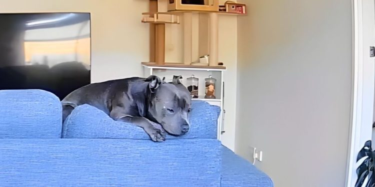 Camera Footage Reveals What Dog Does While Owner Is Away
