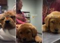 Video: Labrador Puppy Is Surprisingly Calm During Vet Visit