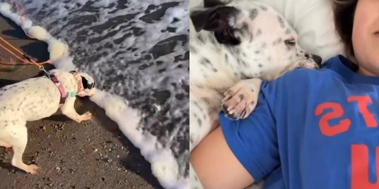 Video Shows the Life Rescue Dog Lives in Her Forever Home