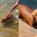 Video Shows How a Dog’s Swimming Style Has Changed Since He Was a Puppy