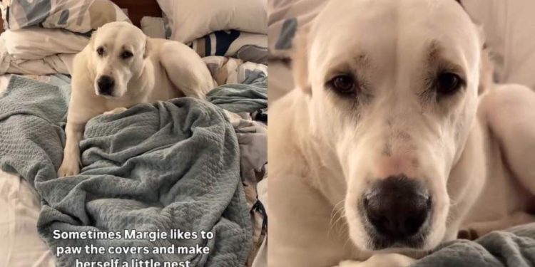 Dog Caught Making a Nest in Owner’s Bed & It’s Cute