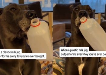 Video: Dog Picks Plastic Milk Jug Over Her Toys