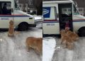 Video: Golden Retrievers React When Mailman Arrives