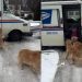 Video: Golden Retrievers React When Mailman Arrives