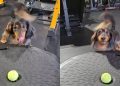 Video Shows What a Dog’s ‘Clear Communication’ Looks Like