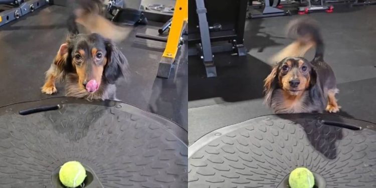 Video Shows What a Dog’s ‘Clear Communication’ Looks Like