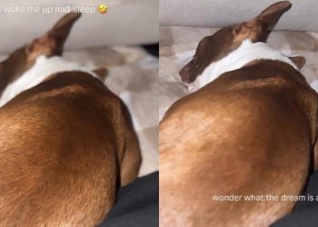 Dog Wakes Dad Up With His Sleep Noises in Hilarious Video