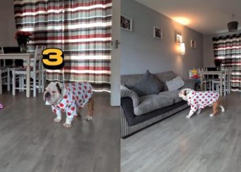 Video: Dog Gives Up Seconds Into Hide-and-Seek With Owner