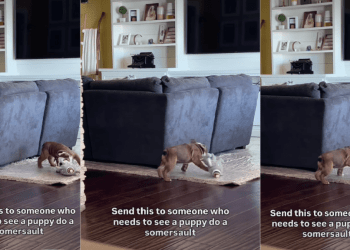 Video: Puppy Goes Viral for Landing a Perfect Somersault