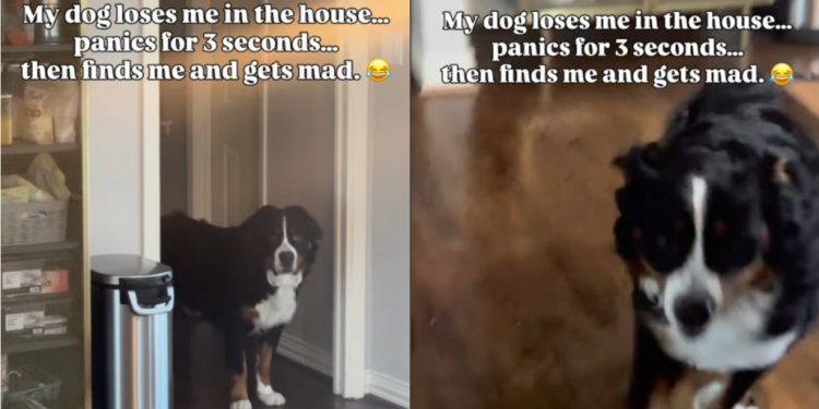 Dog Experiences Many Emotions Between Finding & Losing Owner in the House
