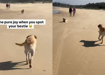Video: Labrador Pauses Before Greeting Furry Friend at the Beach