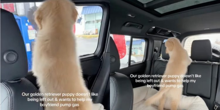 Golden Retriever Puppy Wants to Do What Dad’s Doing in Cute Video