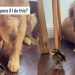 Video: Golden Retriever Acts Super Chill After Booping the Chick