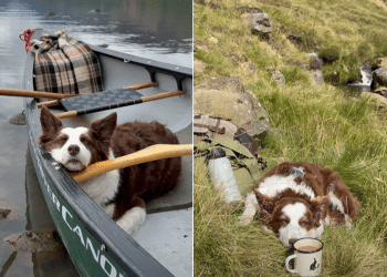 Video Shows All the Beautiful Places Dog Has Taken a Nap