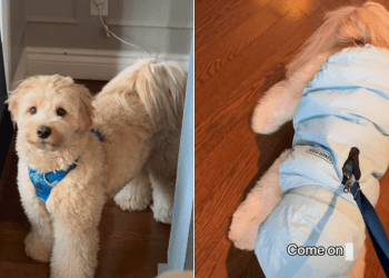 Video Shows Why Having a Dog is Like Raising a Toddler