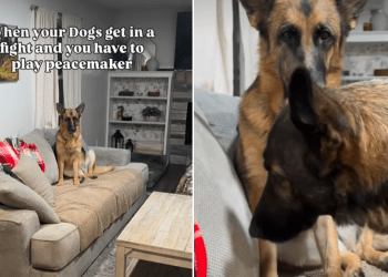 Video: Dogs Get Very ‘Awkward’ With Each Other After Alleged Fight