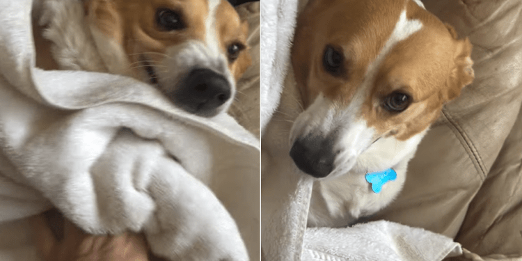 Video Shows What It’s Like to Dry Off This Dog After Playing in Snow