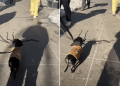 Video: People Make Way for Tiny Dog Carrying a Huge Stick