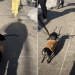 Video: People Make Way for Tiny Dog Carrying a Huge Stick