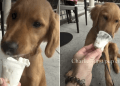 Video: Golden Retriever Puppy Heartily Enjoys First Pup Cup