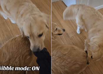 Golden Retriever Loves to Nibble on Furry Sibling in Adorable Video